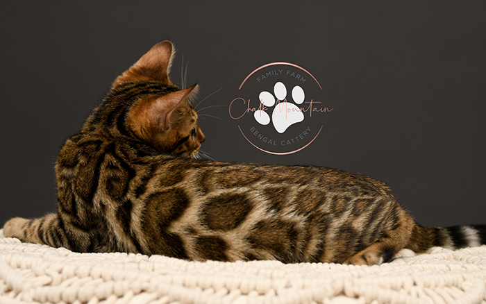 Bengal kitten for sale in dallas